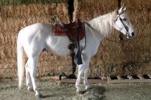 livestock_white_horse  